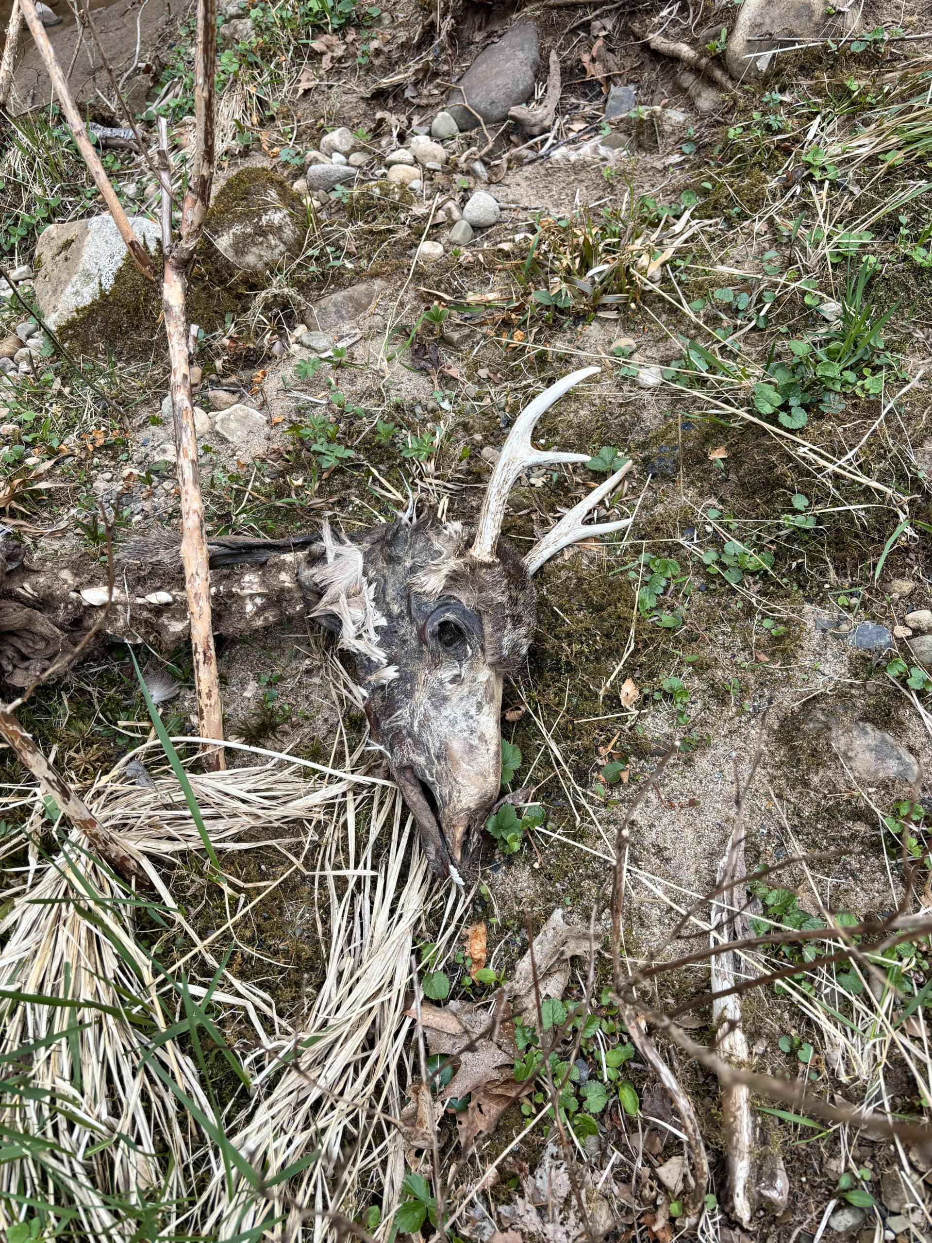 Elk Springs Resort ( Spring 2025 ) image